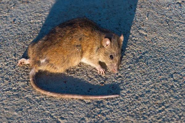 Sydney's Trusted Rodent Control Professionals