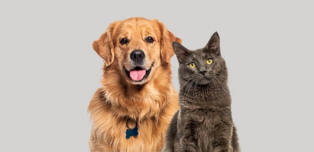 Elevate Every Day Chic and Functional Dog and Cat Supplies You’ll Adore